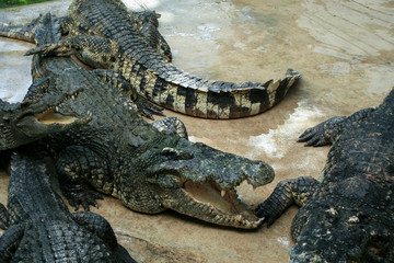 Crocodile farm. Feeding crocodiles chicken, crocodile with open mouth