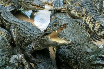 Crocodile farm. Feeding crocodiles chicken, crocodile with open mouth