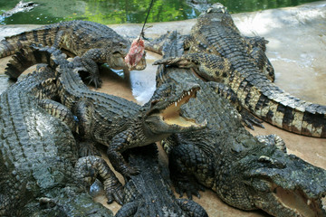 Naklejka premium Crocodile farm. Feeding crocodiles chicken, crocodile with open mouth
