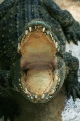 open mouth of a crocodile