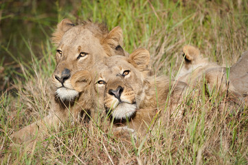 A horizontal, cropped colour photograph of two male lions, Panthera leo, resting together in front light in long green grass in the Okavango Delta, Botswana.