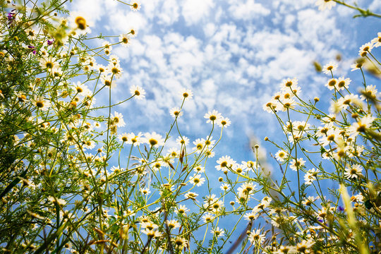 White camomiles on blue sky background © bozhdb
