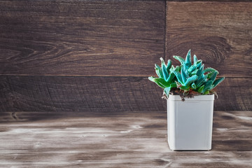 Green plant (succulent Faucaria) with thick leaves in pot on dark vintage wood background. Copy space.