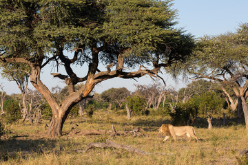 A horizontal, colour photograph of a lone male lion, Panthera leo,  in the Okavango Delta, Botswana.