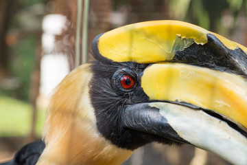 Close up oriental pied hornbill.