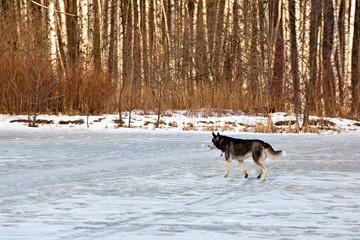 Siberian Husky dog walking on the frozen lake