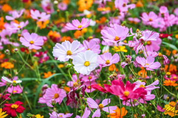 Colorful cosmos flower blooming in the field