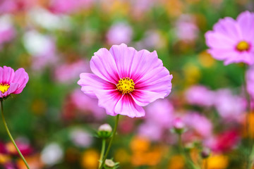 Colorful cosmos flower blooming in the field
