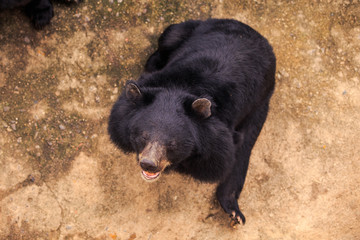 Upper View Black Bear Head in Zoo