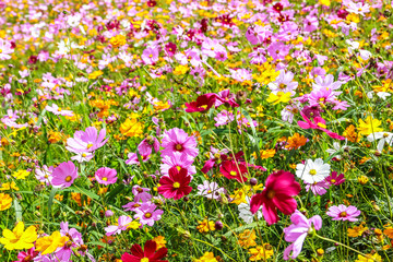 Colorful cosmos flower blooming in the field