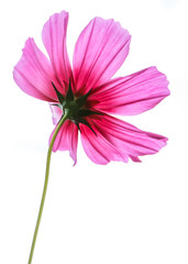 a Pink cosmos flower blooming