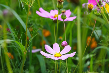 Fototapeta premium Colorful cosmos flower blooming in the field