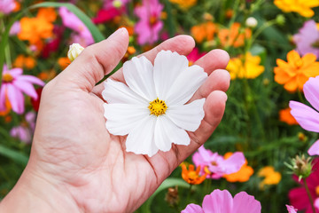 Colorful cosmos flower blooming in the field