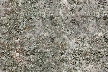 Bark seamless pattern, skin style bark
