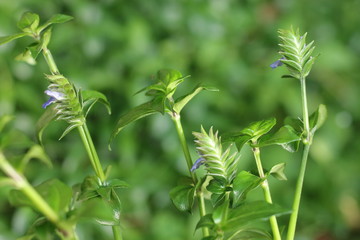 Obraz premium Zioło grzybowe Rungia