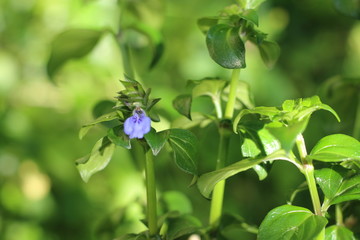 Zioło grzybowe Rungia