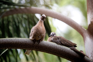 two birds are sitting on a palm branch
