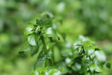 Zioło grzybowe Rungia