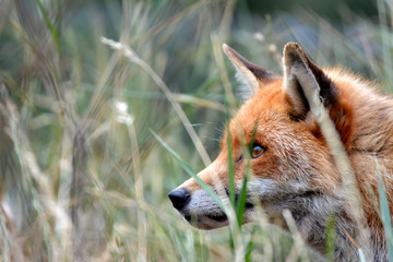Red Fox
