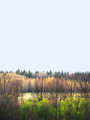 Early spring is a natural vertical landscape. The awakening of nature. Cloudy day, place for text