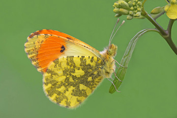 SÜSLÜ DAMONE © mylasa