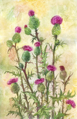 Watercolor thistle illustration. Poster, postcard or herbal background