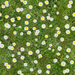 white flowers on the lawn top view seamless texture background