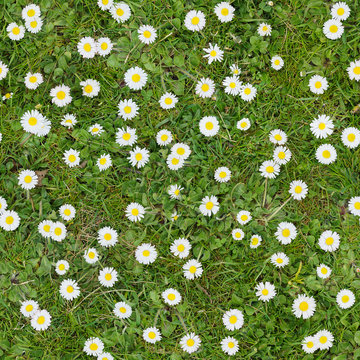 White Flowers On The Lawn Top View Seamless Texture Background