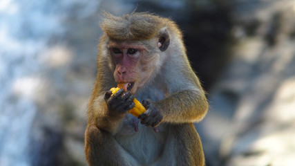 Just a monkey eating a mango