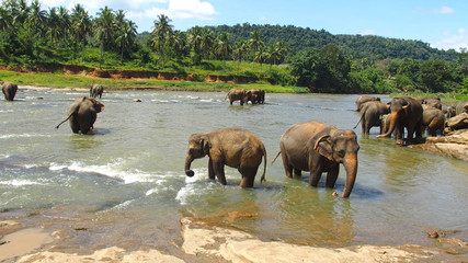 Elephant's Pool