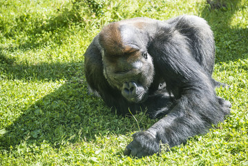 the western lowland gorilla relaxing on a green grass