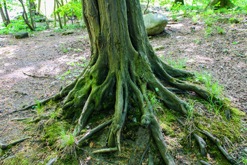 alte bemooste Baumwurzel im Wald