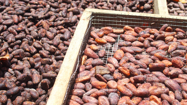 Just cocoa beans drying in the sun