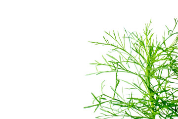 Obraz premium Copy Space from Green plants isolated on white.