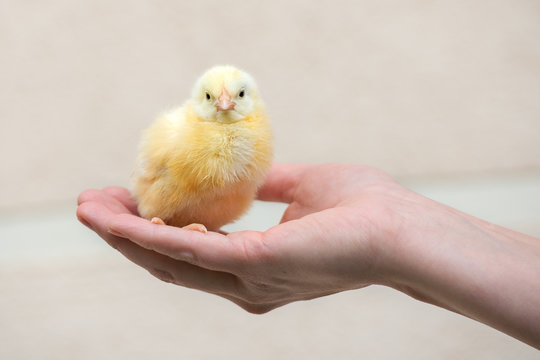 Hand Holding A Small Yellow Chick