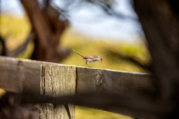 Female wren on a fence hunting insects