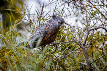 Female gan gan cockatoo eating in the bushes