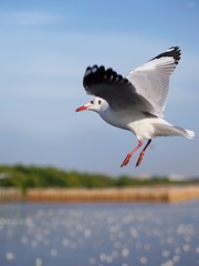 Seagulls in mangrove forest reserve bangpoo Thailand