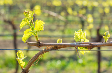 young green tender leaves of grapes in spring. Selective focus.