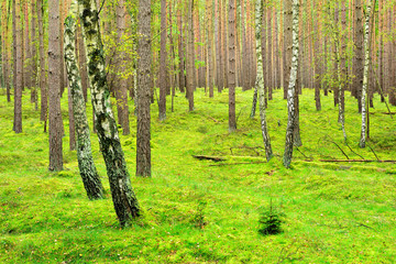 Naklejka premium Forest of Pine and Birch Trees, a thick carpet of soft moss completely covering the ground