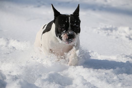 französische bulldogge rennt durch den tiefschnee