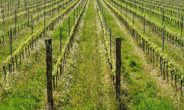 Vineyard in the vine growing region of Trentino Alto Adige, northern Italy. Vineyard in springtime.