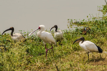 Spoonbill of Africa and sacred ibis along a waterhole in Nairobi Kenya Park