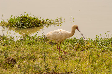 African Spoonbill along a waterhole in Nairobi Kenya Park