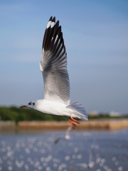 Seagulls in mangrove forest reserve bangpoo Thailand