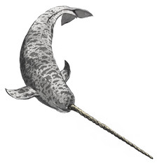 narwhal whale mammal unicorn myth creature magic underwater marine watercolour ink illustration - obrazy, fototapety, plakaty