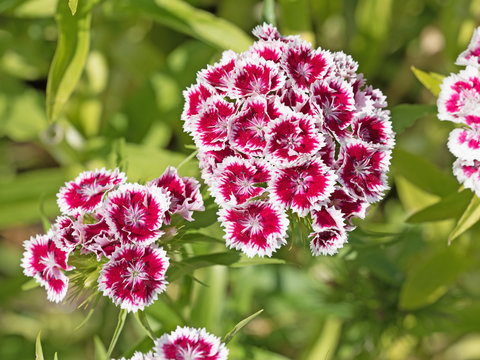 Bartnelken, Dianthus barbatus