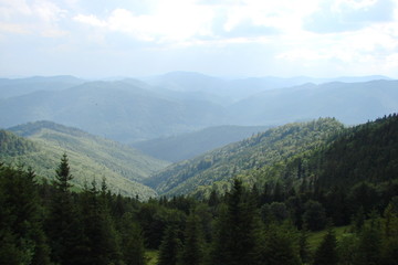 A panorama of green mountain forests on the slopes of the Ukrainian Carpathians in the middle of summer.