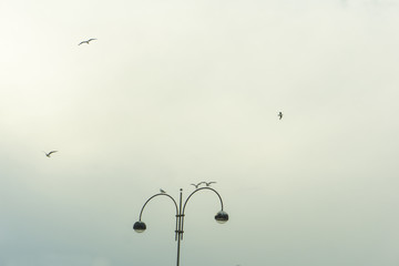 Gabbiani in volo sul lampione - Schiavonea, Italy