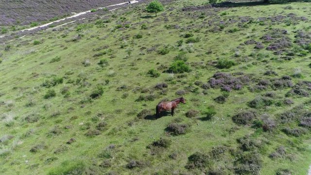 Aerial footage of free-romaing wild horse steppe tundra landscape the term wild horse is also used colloquially in reference to free-roaming herds of feral horses such as the mustang 4k resolution